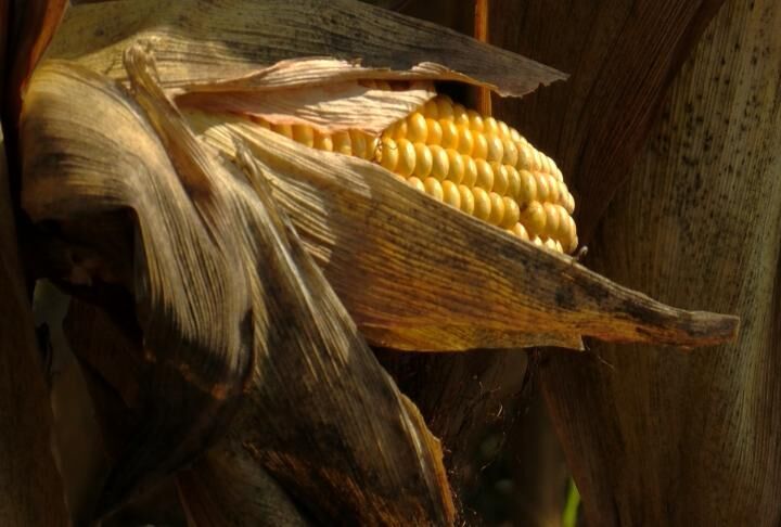 Crops